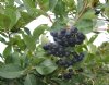 Chokeberry, Black---Seed Source LON