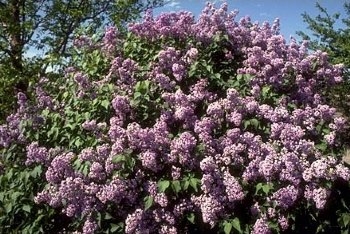 Lilac, Common