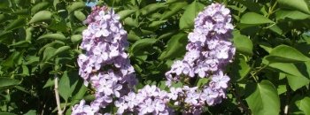 Lilac, Common