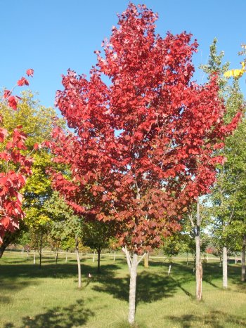 Maple, Red