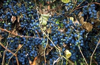 grape riverbank riparia vitis